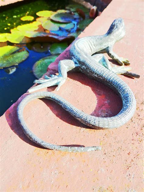 slizzard definition|Lizard .